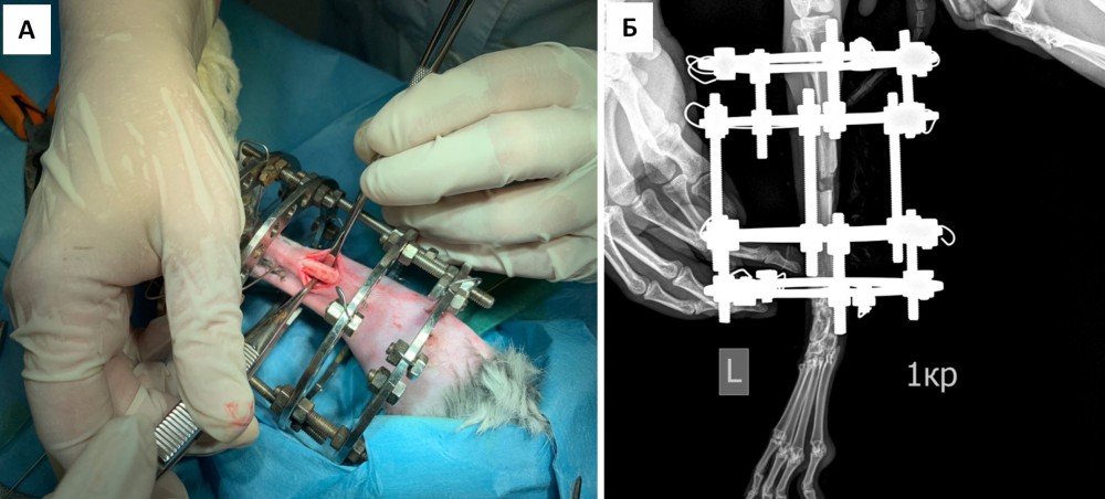 Рисунок 1. Модель нормотрофического ложного сустава. А – фотография интраоперационного поля в области правой голени кролика с наложенным спицевым аппаратом внешней фиксации. Б – рентгенологическое исследование голени на сроке – 6 недель: отсутствие признаков консолидации перелома, формирование концевых пластинок на отломках.
