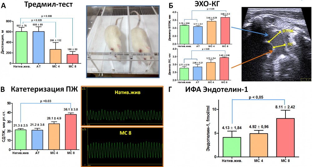 Рисунок 2. Результаты оценки морфофунциональных исследований через 6 недель после последнего введения эмболизирующих частиц. A – исследование толерантности к физической нагрузке с помощью тредмил-теста; Б – оценка размеров легочного ствола и выносящего тракта правого желудочка (ВТПЖ) с помощью эхокардиографического исследования; В – изучение гемодинамики в ПЖ с помощью катетеризации сердца с манометрией; Г – оценка уровня эндотелина-1 в плазме крови с помощью иммуноферментного анализа. Натив.живот. – нативные животные; АТ – аутологичные антитела, МС 4 – группа введения 4 доз микросфер, МС 8 - группа введения 8 доз микросфер.