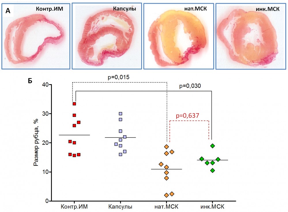 Рисунок 2. Показатели размера рубца ЛЖ по данным гистологического исследования сердца. А – репрезентативные срезы сердца, исследуемых групп (окраска: Picro Sirius Red); Б – процент площади рубца от общей площади стенок ЛЖ. Контр.ИМ – группа контрольного инфаркта; Капсулы – группа введения пустых капсул; нат.МСК – введение нативных МСК; инк.МСК – введение инкапсулированных МСК.