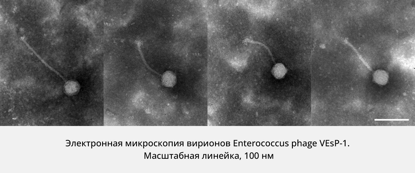 Enterococcus phage _2