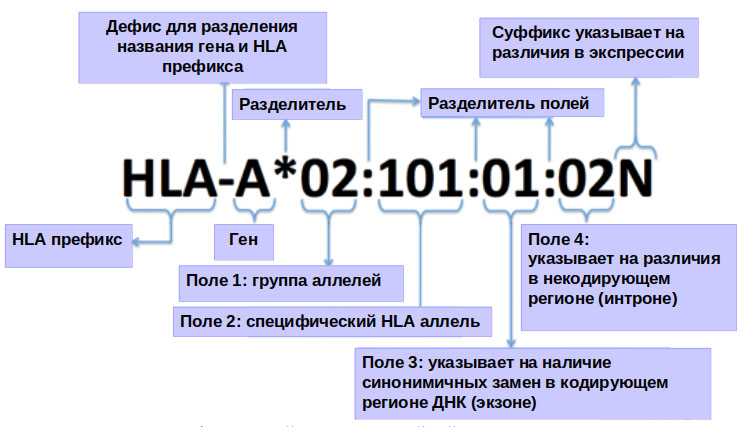HLA-типирование