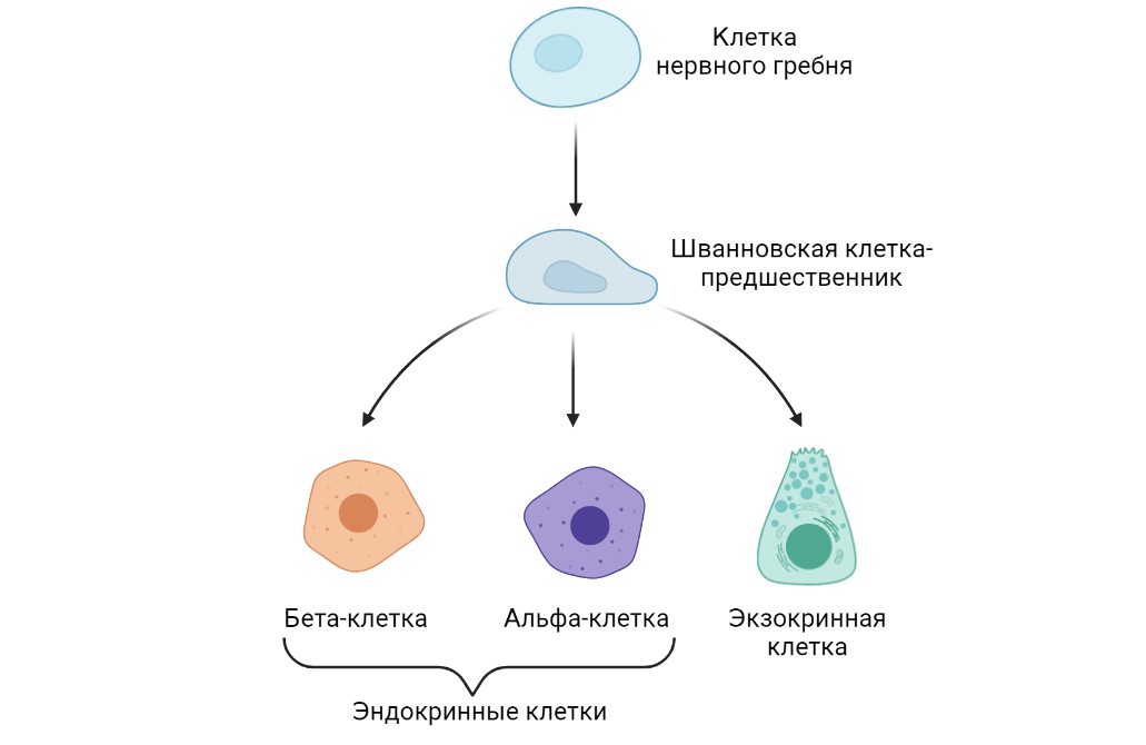 Kletki nervnogo grebnya
