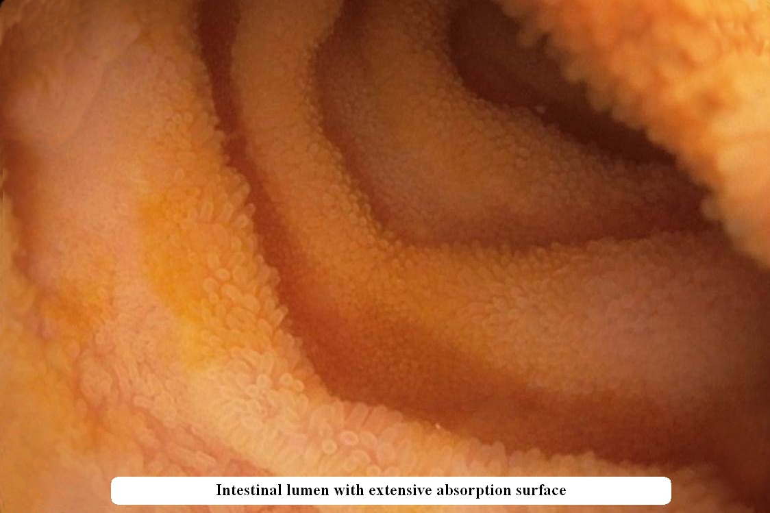 Pervyy v mire opyt etiologicheskoy monoterapii300_En