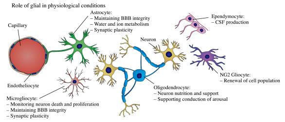 Rol' tsirkadiannykh faktorov v regulyatsii neyroplastichnosti pri ishemicheskom insul'te.