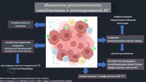 Иммуный ответ3