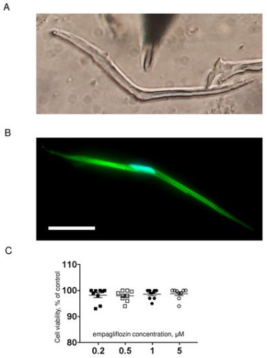 гранты РНФ1