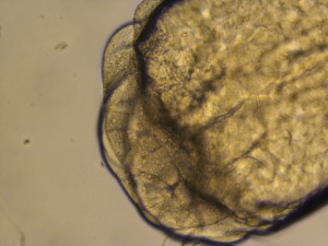 дехорионизированный эмбрион 16 клеточная стадия ZF
