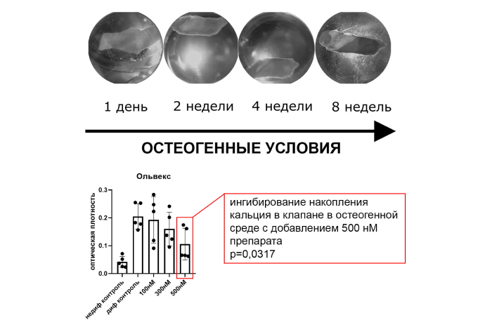 картинка для новости ex vivo 1_0