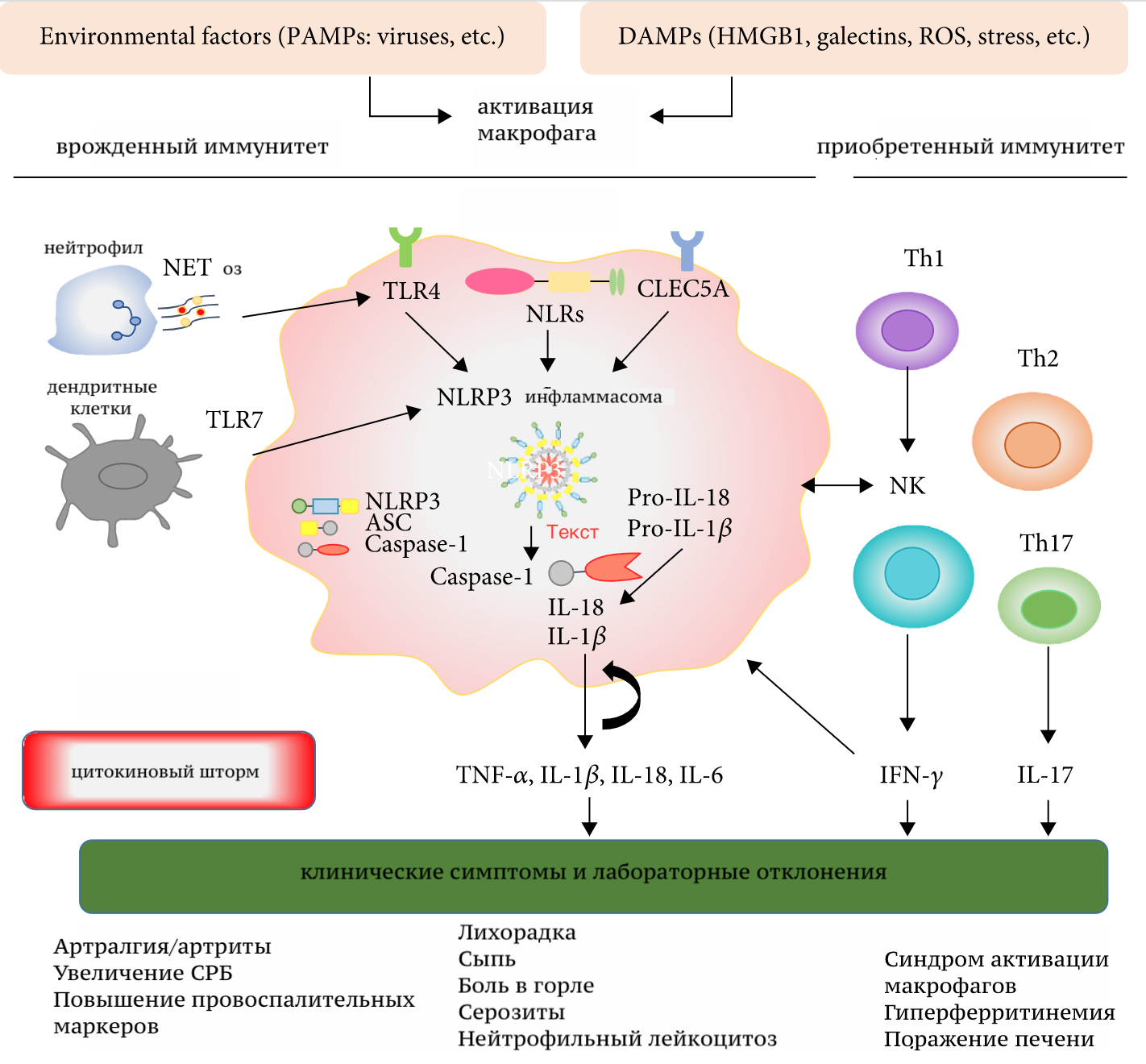 патогенез_БСВ
